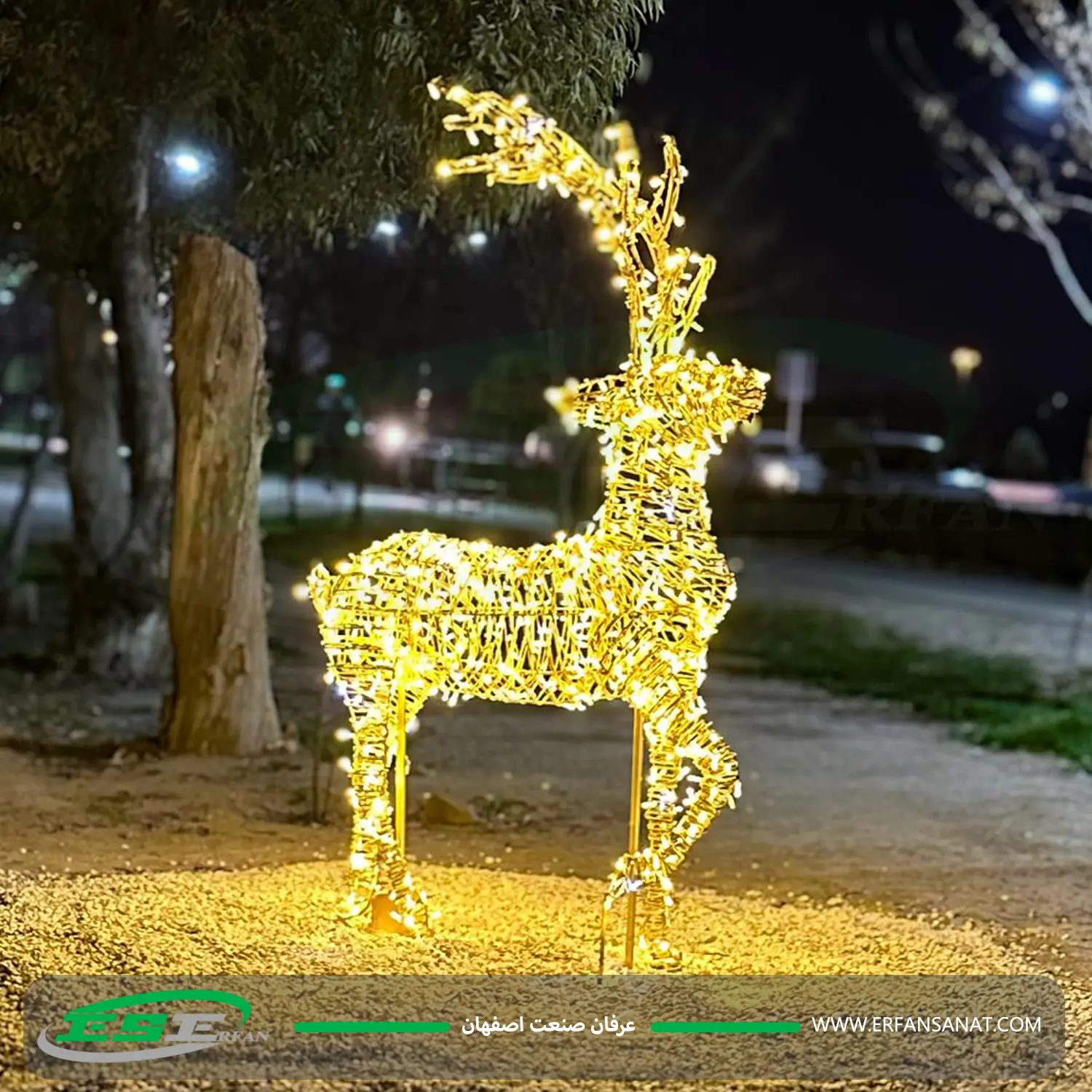 المان گوزن روشن از نمای نزدیک