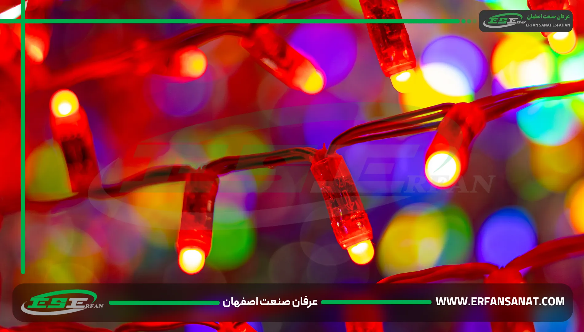 نمای نزدیک ریسه انگشتی