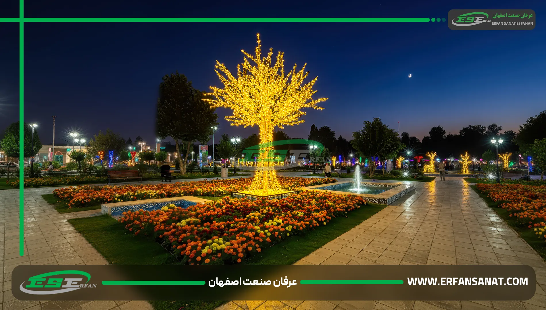 درخت نوریی در پارک